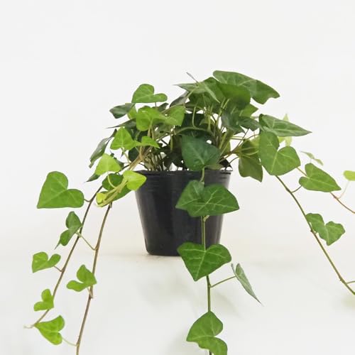 観葉植物 アイビー ハート」の人気商品一覧 | 安い商品を通販サイト